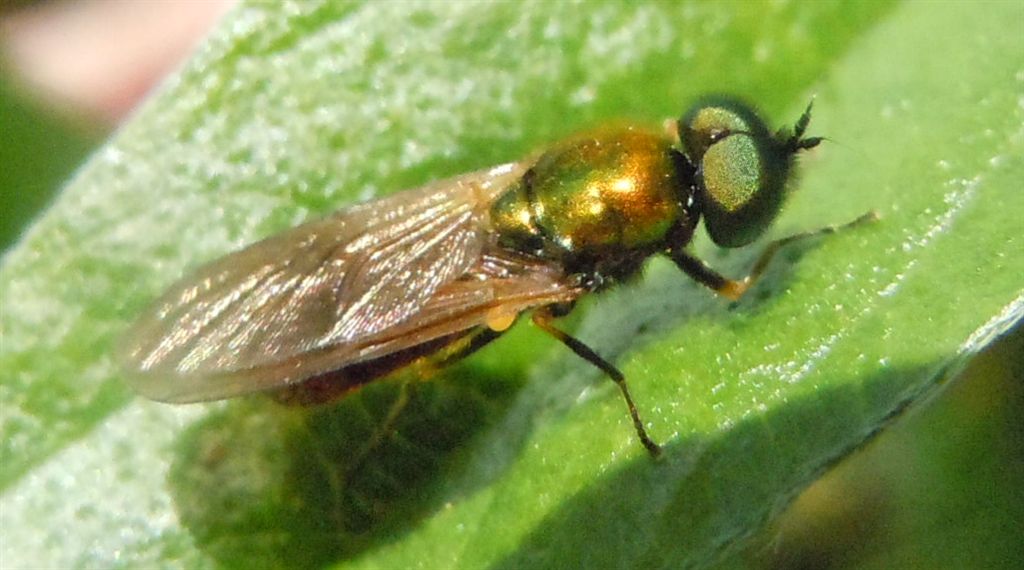 Chloromyia formosa?